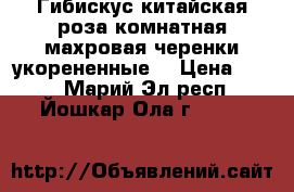 Гибискус-китайская роза комнатная,махровая,черенки укорененные. › Цена ­ 200 - Марий Эл респ., Йошкар-Ола г.  »    